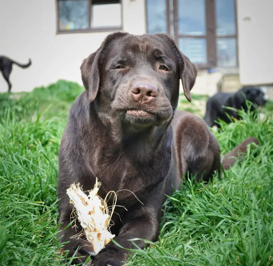 Labrador lying down on the green grass while chewing something in its mouth
