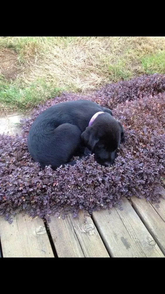 black Labrador lying in the purple flowers