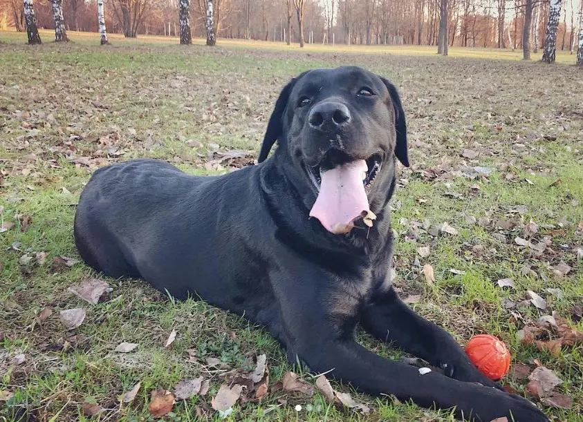 a happy black Labrador lying on the grass with dried leaves and tree behind him