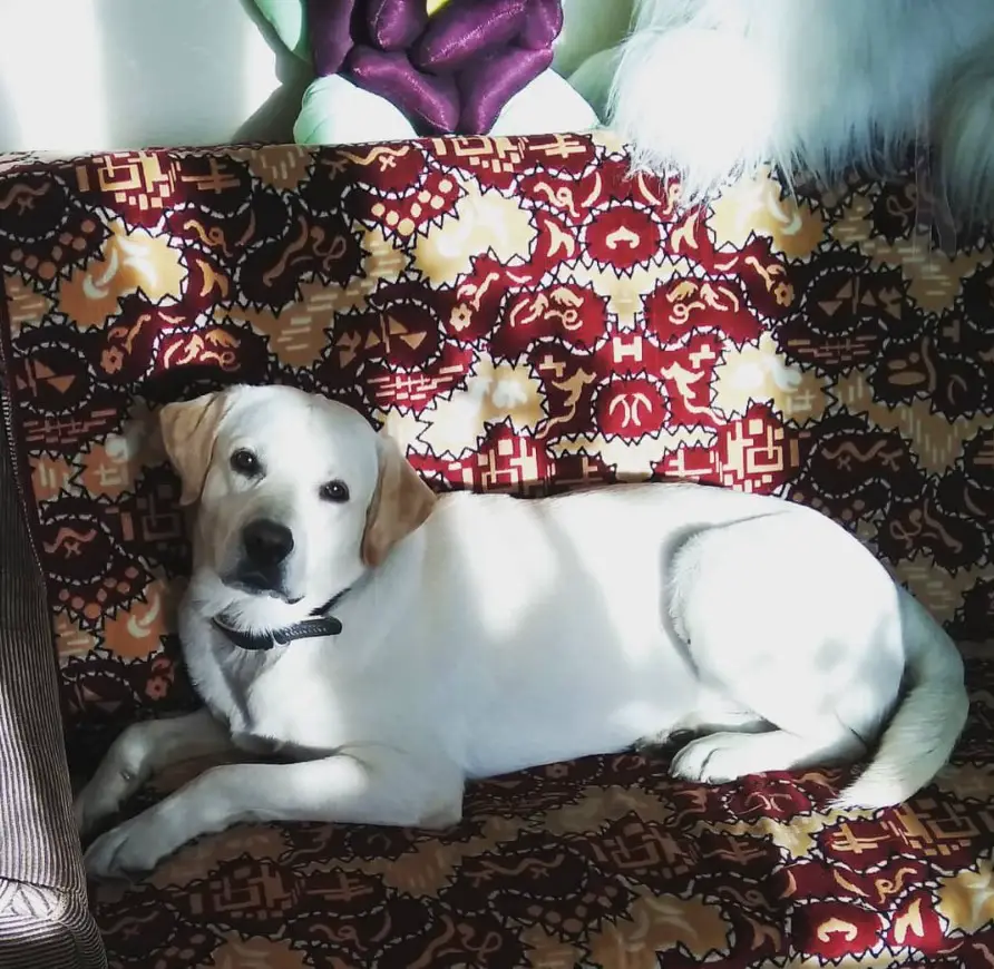 white Labrador lying on the couch