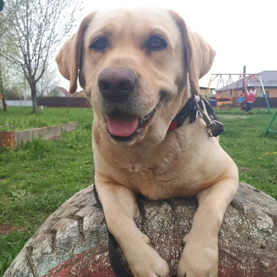 smiling yellow Labrador lying on top of a big rock at the park