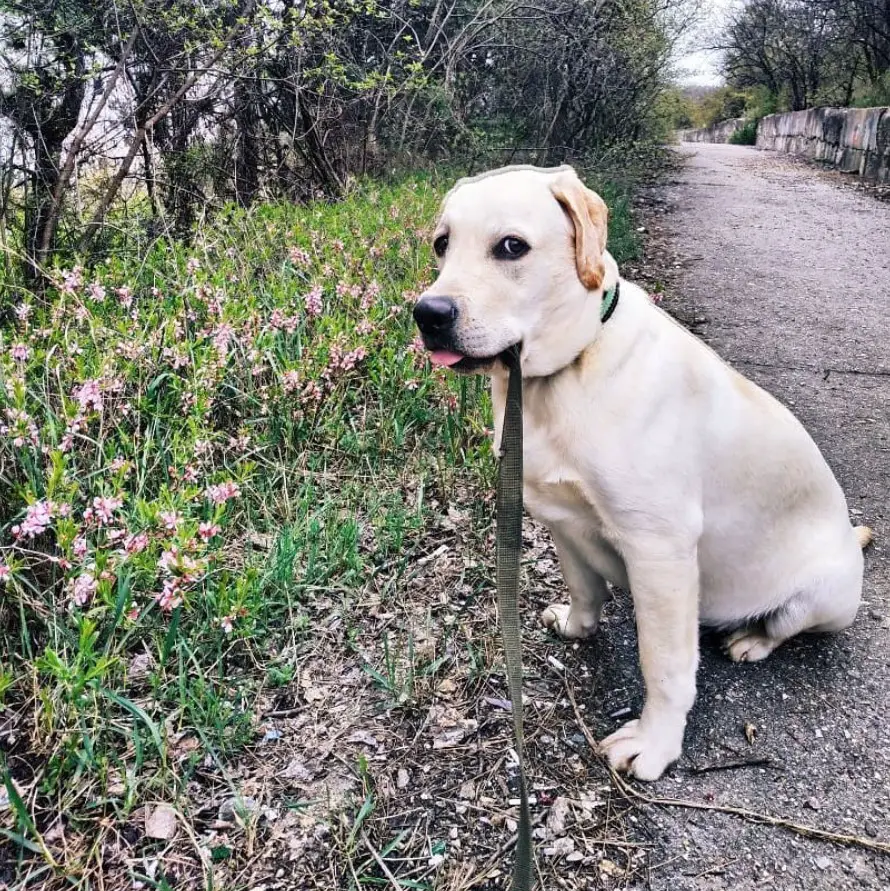 yellow Labrador sitting on the concrete pathway next to the grass with pink flowers