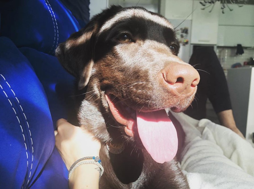 brown Labrador lying on the couch with sunlight on its face while being pet by a woman