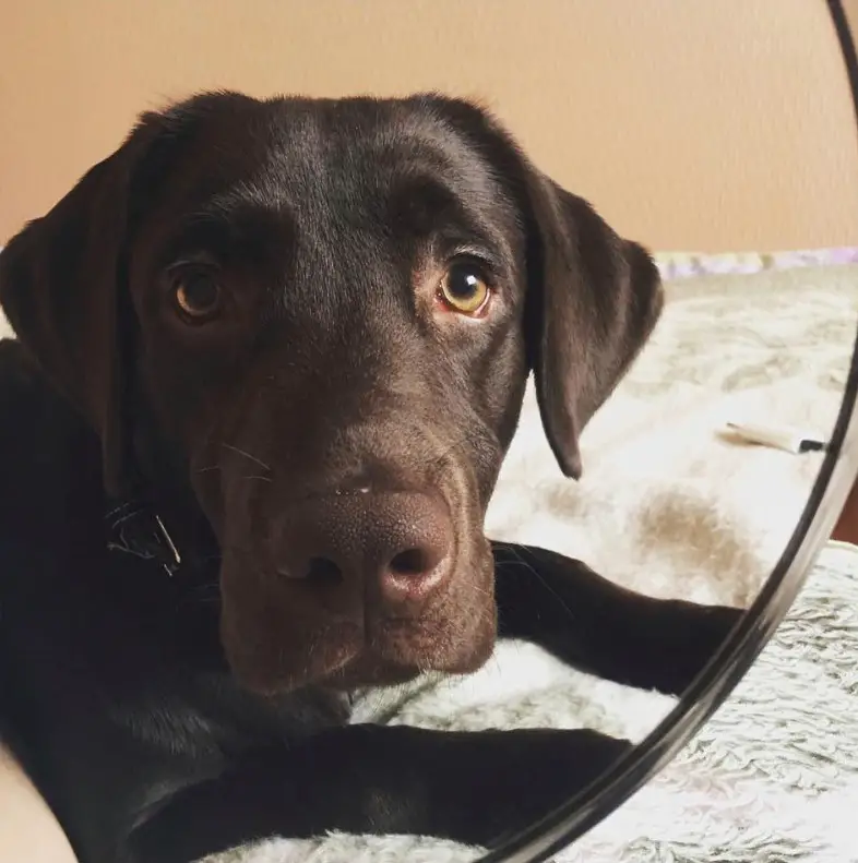 reflection in the round mirror of the adorable face of a chocolate brown Labrador lying on the bed