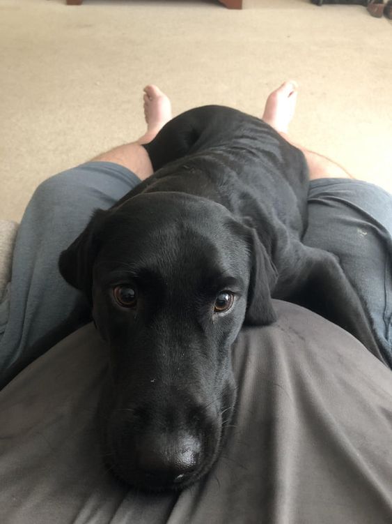 black Labrador lying on top of a man's lap sitting on the couch