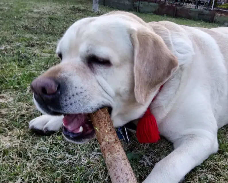 yellow Labrador lying on the grass while biting a stick