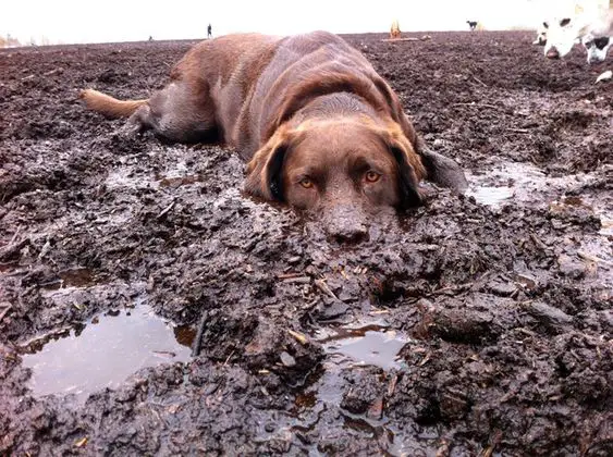 chocolate brown Labrador lying in mud