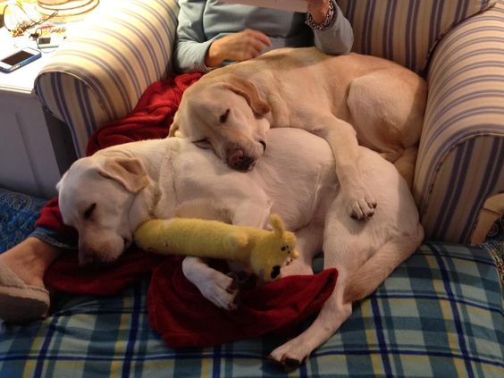two Labrador sleeping on top of its owner sitting on the couch