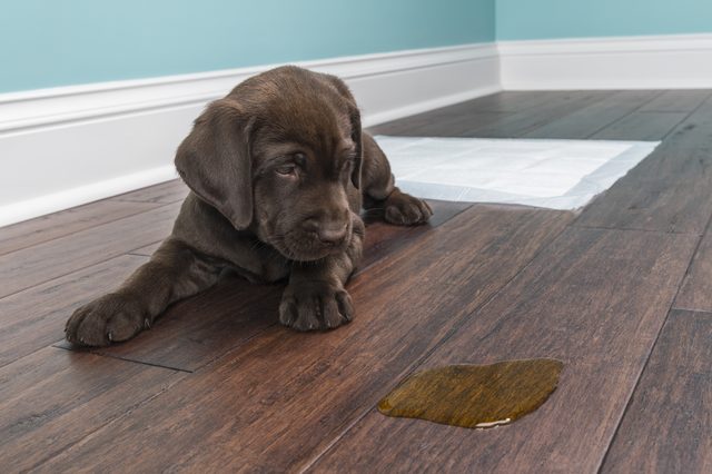 chocolate brown Labrador puppy lying down on the floor while staring at its pee in front of him