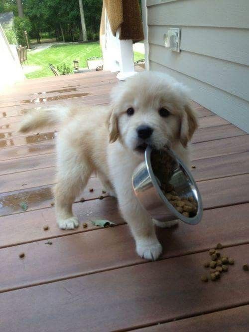 Labrador puppy standing in front porch while holding a bowl with spilled dog food in its mouth
