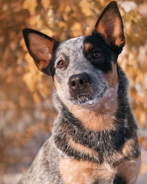 best blue heeler names