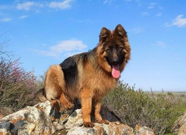 130 One Syllable Boy Dog Names The Paws