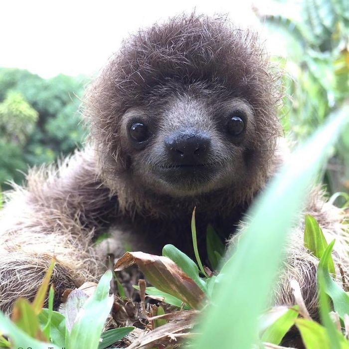 Sloth crawling on the grass