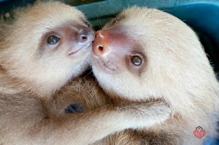 two Sloths leaning its face against each other