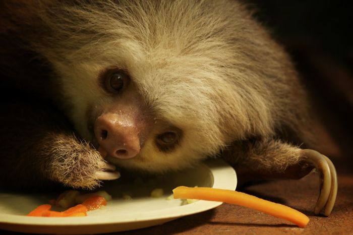 Sloth eating vegetables