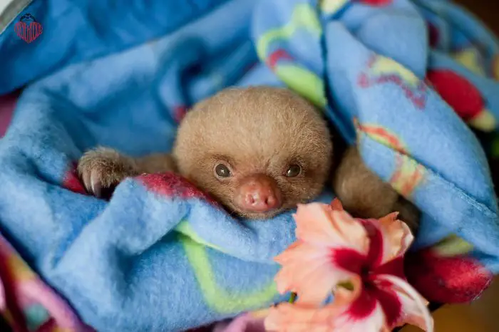 adorable baby Sloth snuggled up in a blanket