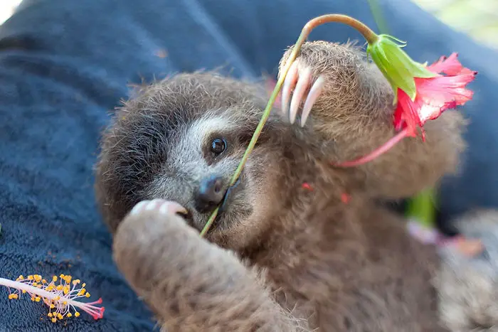 Sloth lying on it bed with the stem of the flowers in its mouth
