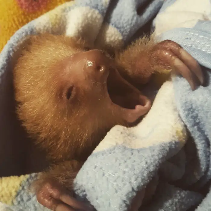 baby Sloth yawning while snuggled up in blanket