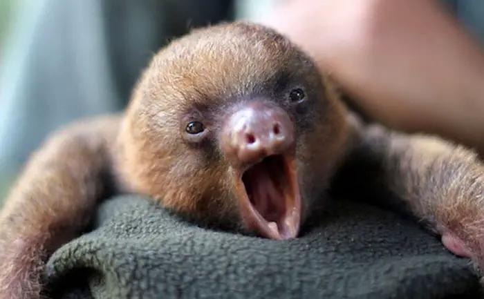 baby Sloth yawning while lying down on the blanket