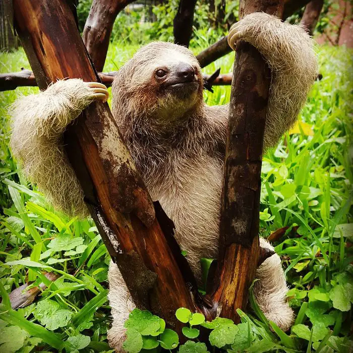Sloth standing in between the trunks of the tree