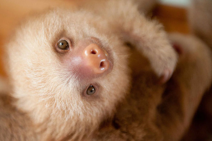 baby sloth looking up with its adorable face