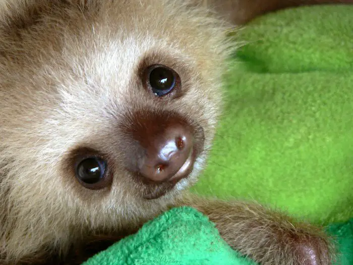 close up adorable face of Sloth