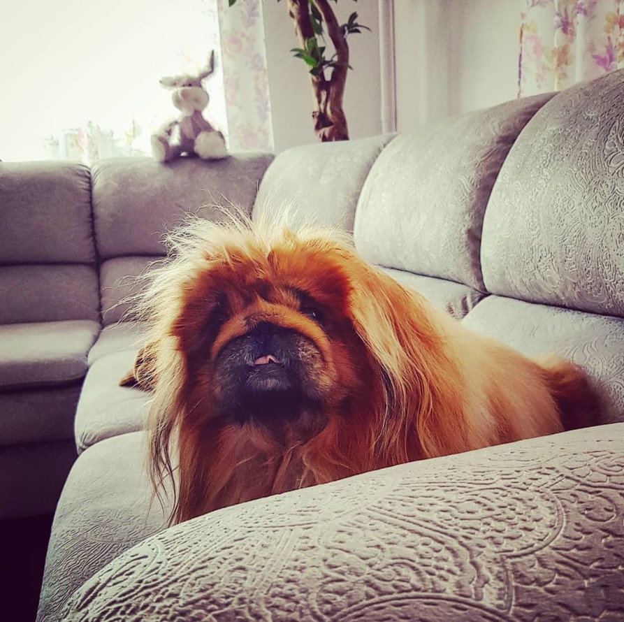 Pekingese dog on the couch