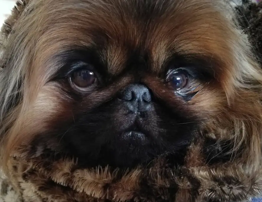 close up face of a brown Pekingese dog