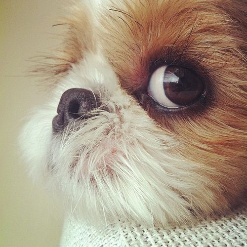 Pekingese dog looking on its side