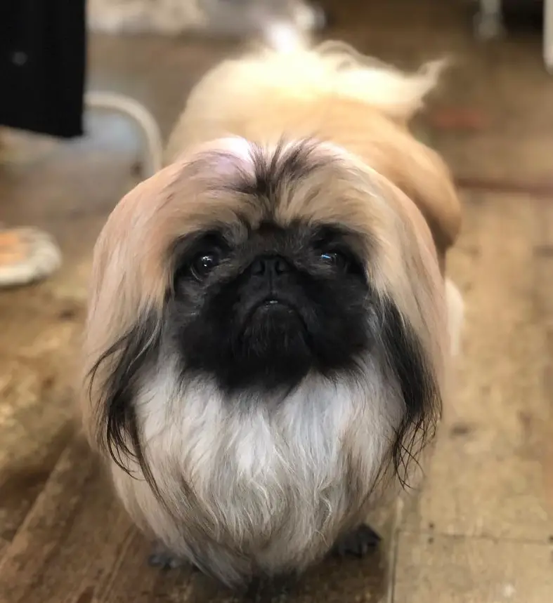 Pekingese dog with long tan hair and black begging face