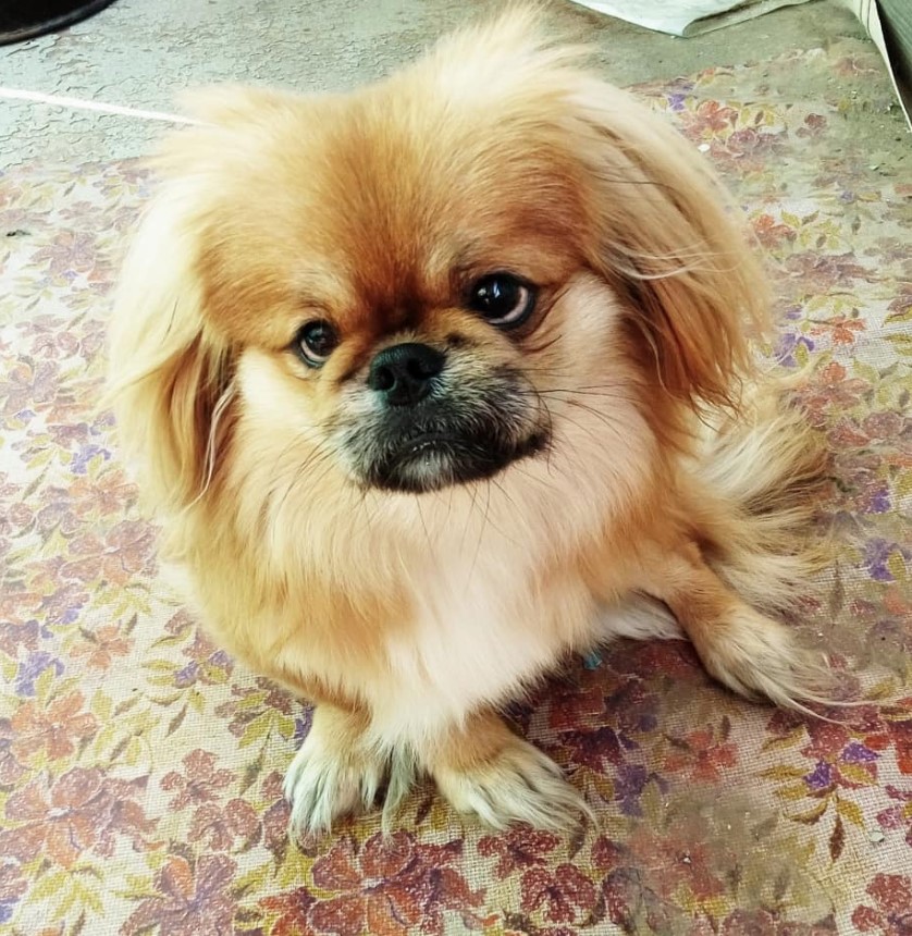 Pekingese dog sitting on the floor