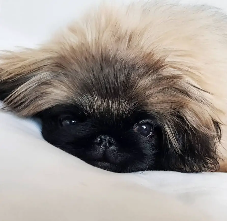 Pekingese dog with black face and tan hair lying on the bed