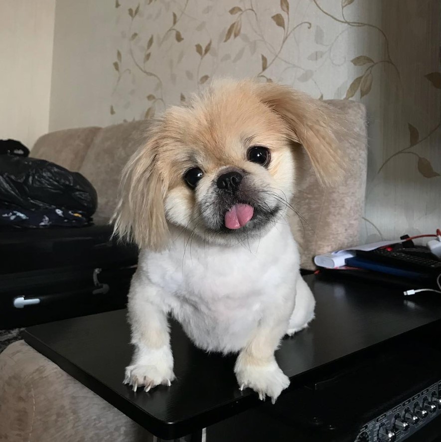 Pekingese sitting on top of the table with its small tongue out