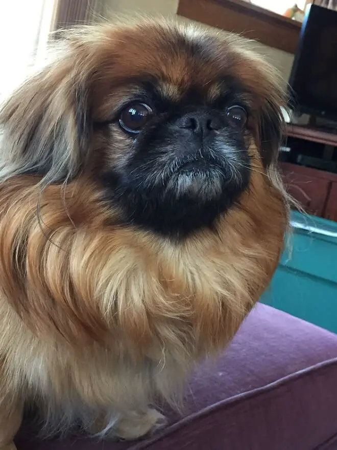 Pekingese on the couch while looking up