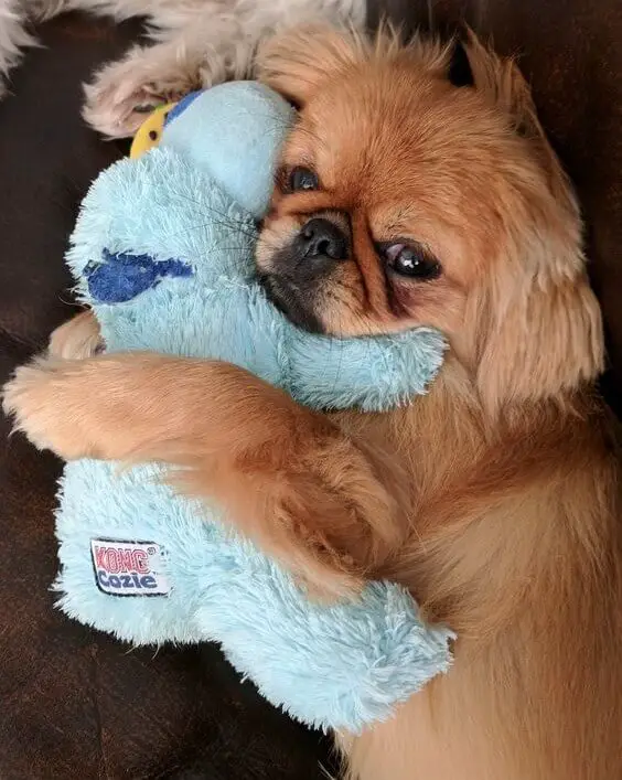 Pekingese dog on the bed hugging its stuffed toy