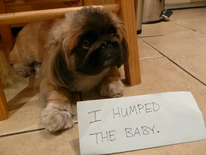 Pekingese dog lying down on the floor with with its sad face and a note 