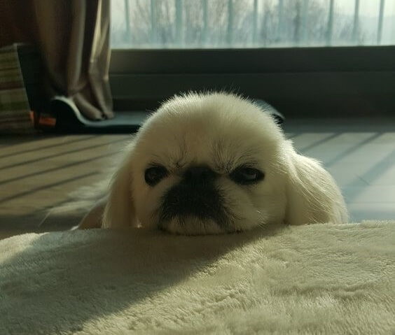 white Pekingese resting its head on top of the couch