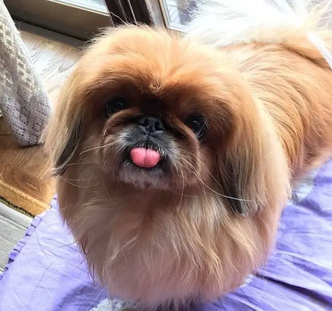 Pekingese looking up with its small tongue sticking out