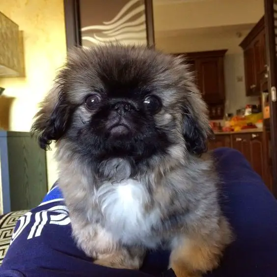 Pekingese on top of a person's lap