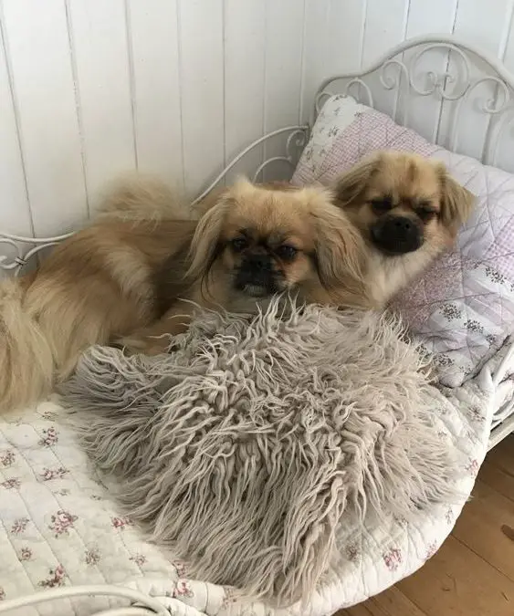 two Pekingese resting in their bed