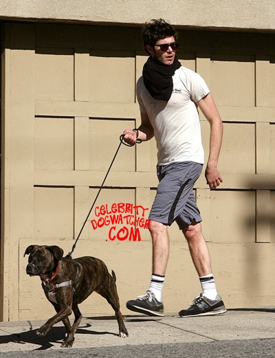 Adam Brody walking his Pit Bull