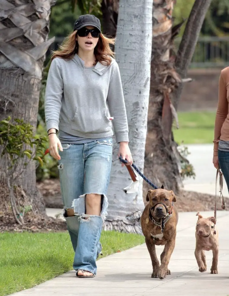 Alicia Silverstone walking her Pit Bull dog