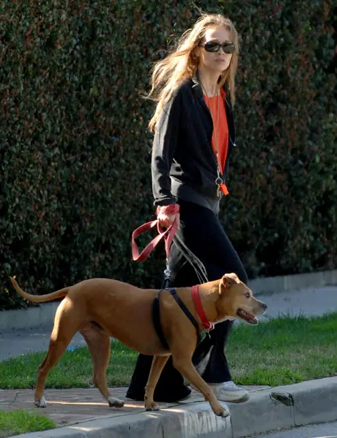 Fiona Apple walking its Pit Bull