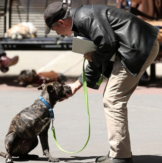 Jon Stewart touching the face of a Pit Bull