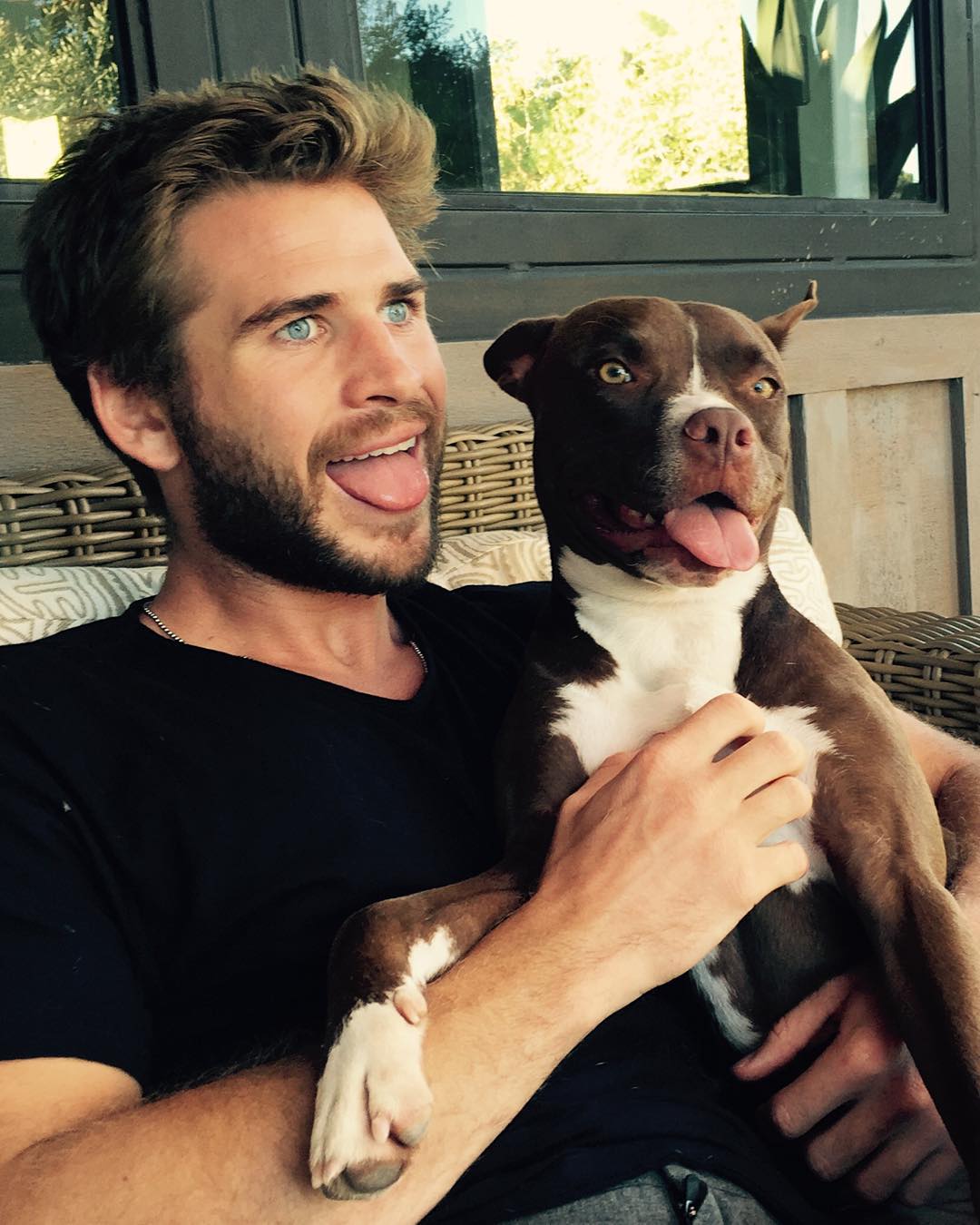 Liam Hemsworth sitting on the chair with its Pit Bull dog while they both are sticking their tongue out
