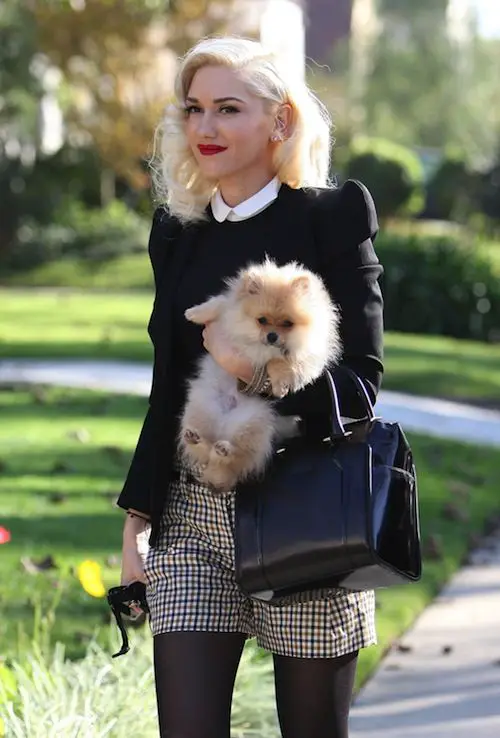 Gwen Stefani walking at the park while carrying her Pomeranian