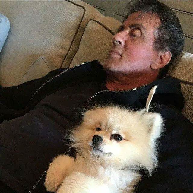 Sylvester Stallone sleeping on the couch with his Pomeranian