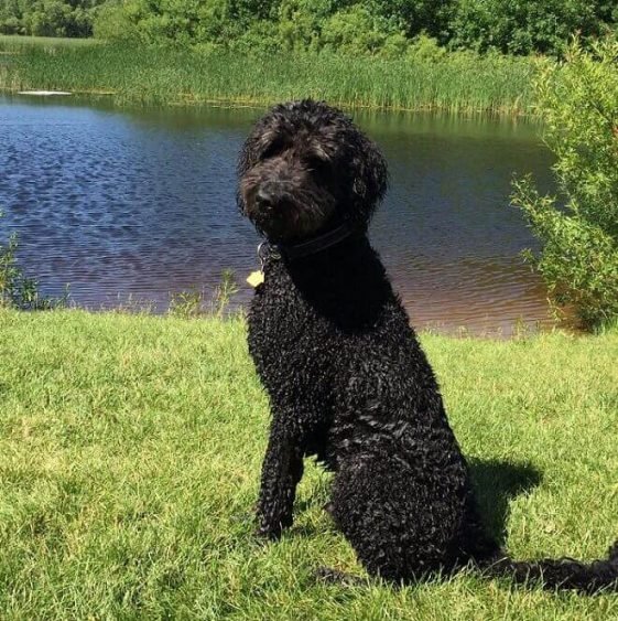 60 Water Dog Names The Paws