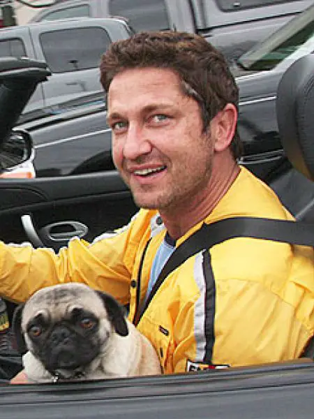 Gerard Butler sitting inside the driver's seat in the car with his Pug in his lap