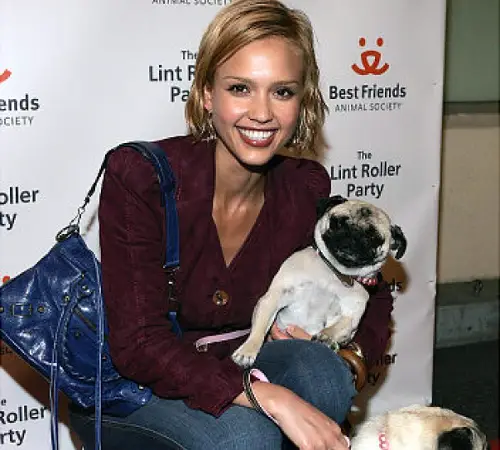 Jessica Alba with her pug sitting in her lap